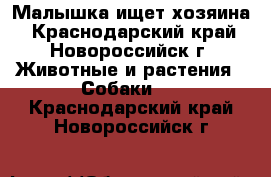 Малышка ищет хозяина - Краснодарский край, Новороссийск г. Животные и растения » Собаки   . Краснодарский край,Новороссийск г.